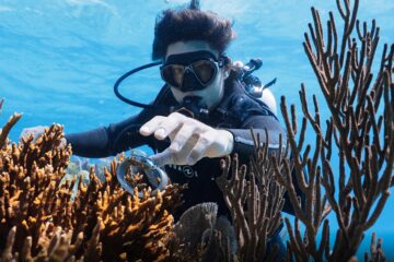 Rosewood Limited Edition Bahamas