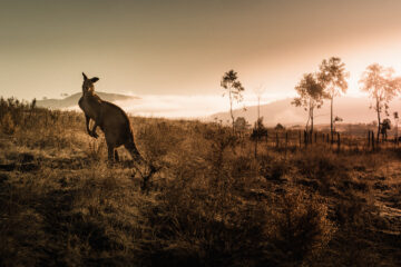 Australia kangaroo
