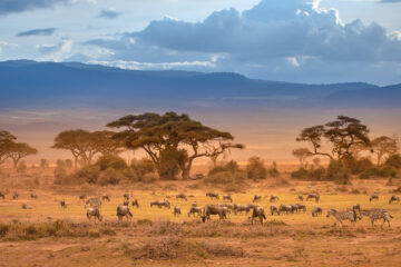 African Savannah