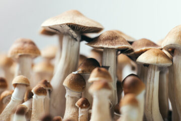 psychedelic magic mushrooms