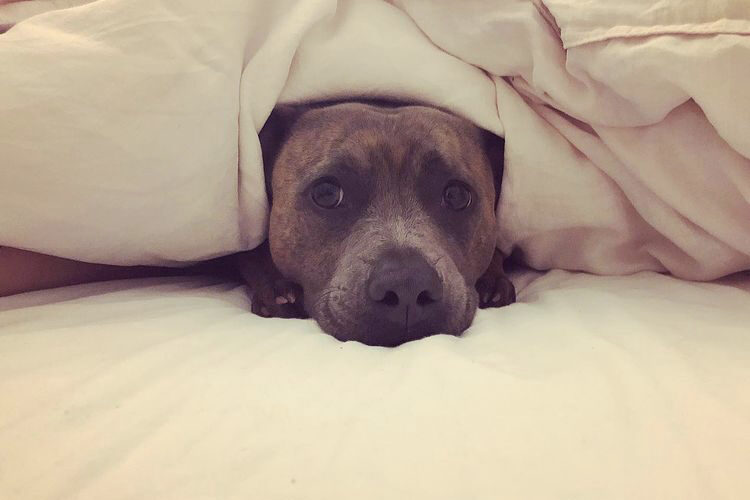Luna Dog