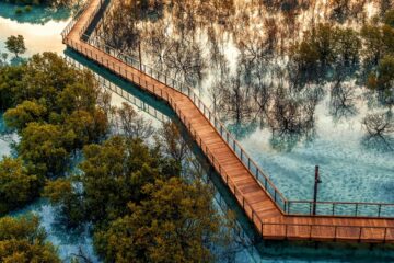 Abu Dhabi mangroves