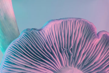 Mushroom