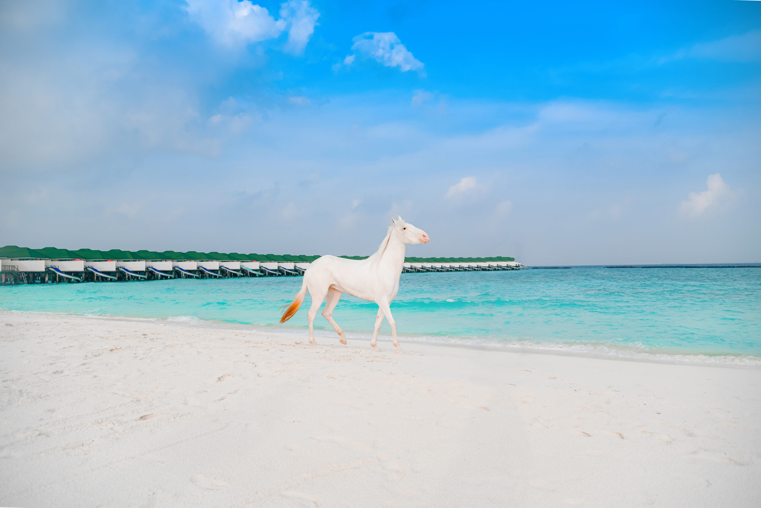 Sun Siyam horse