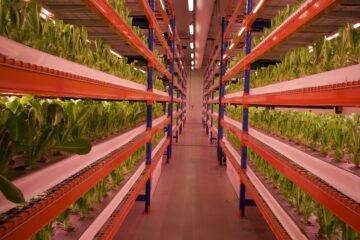 Bustanica hydroponic farm
