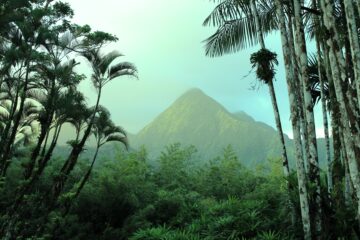 Jungle vista